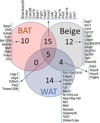 Frontiers | Beige Adipose Tissue Identification and Marker